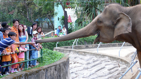 Al Zoo de la Ciudad Ho Chi Minh, fundado por los franceses en 1864, lo llaman también Jardín Botánico. Inicialmente, en su recinto se cultivaban plantas exóticas.  Hoy día allí figuran miles de especies de la flora tropical de Asia, incluidas unas muy raras. 
