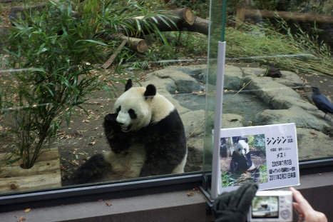 Los osos panda son los que más traen a los turistas. 