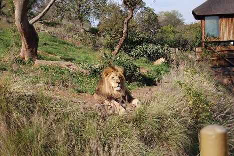 El más “joven” entre todos es el Jardín Zoológico Nacional de Sudáfrica ubicado en Pretoria. 